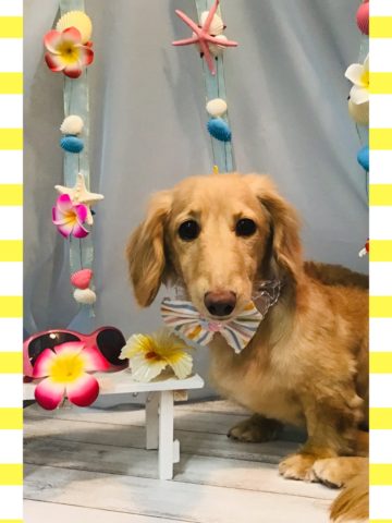 Mダックスフント