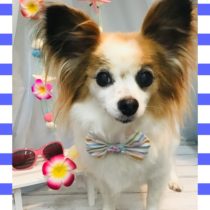 パピヨン×チワワmix