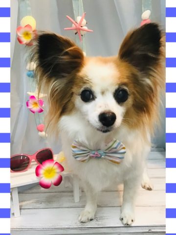 パピヨン×チワワmix