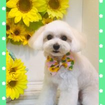 マルチーズ×トイプードルmix