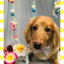 Mダックスフント