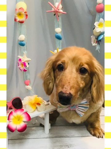 Mダックスフント