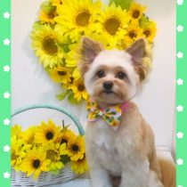 ポメラニアン×トイプードルmix