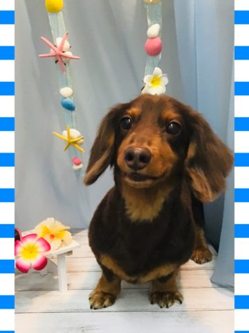 Mダックスフント