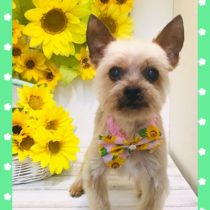 ヨークシャーテリア