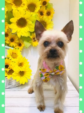 ヨークシャーテリア