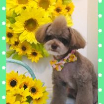 トイプードル×チワワmix