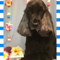 イングリッシュコッカースパニエル