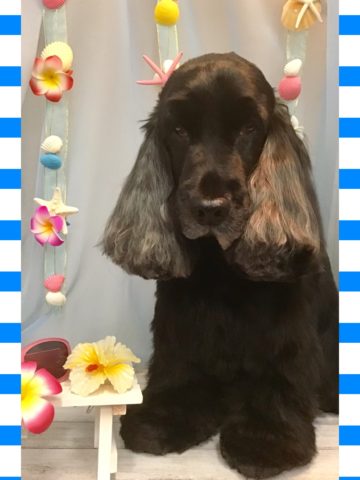 イングリッシュコッカースパニエル