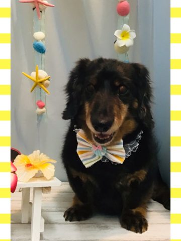 Mダックスフント