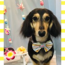 Mダックスフント