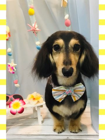 Mダックスフント