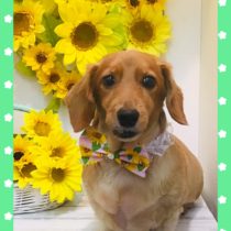 Mダックスフント