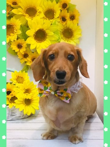 Mダックスフント