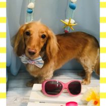 Mダックスフント