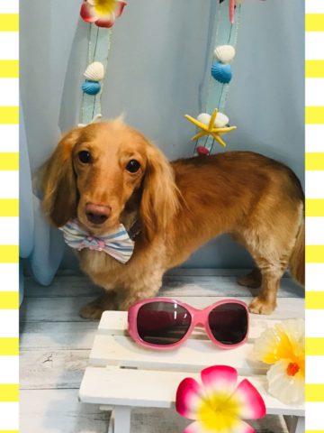 Mダックスフント