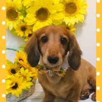 Mダックスフント