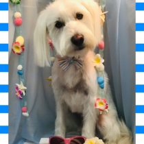 ウエスティー＆Mシュナウザーmix