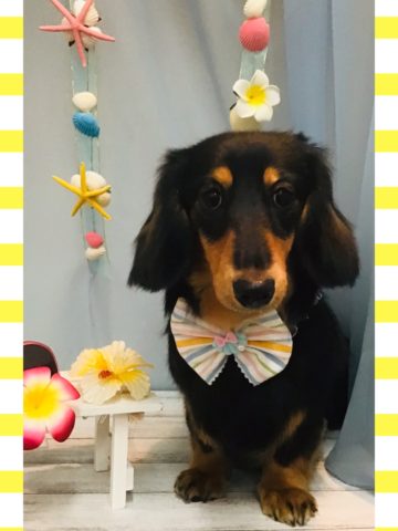 Mダックスフント