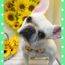 フレンチブルドッグ