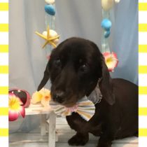 Mダックスフント