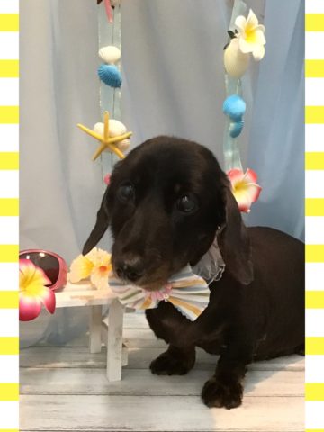 Mダックスフント