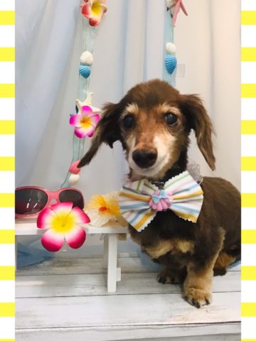 Mダックスフント