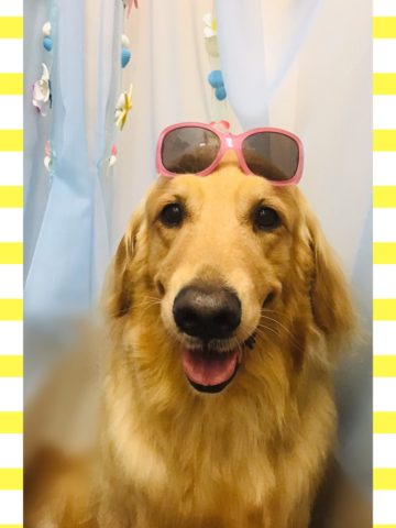 ゴールデンレトリバー