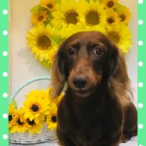 Mダックスフント