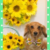 Mダックスフント