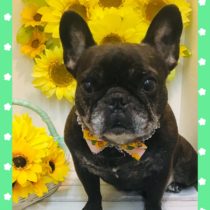 フレンチブルドッグ