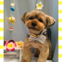 ヨークシャーテリア