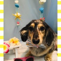 Mダックスフント