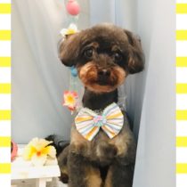 チワワ×トイプードルmix