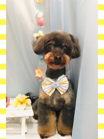 チワワ×トイプードルmix