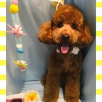 ミニチュアプードル