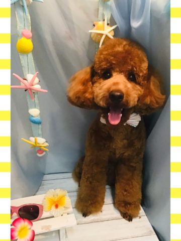 ミニチュアプードル