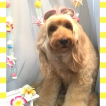 オーストラリアンラブラドゥードル