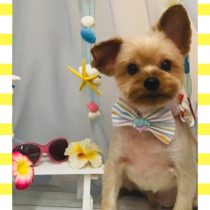 ヨークシャテリア