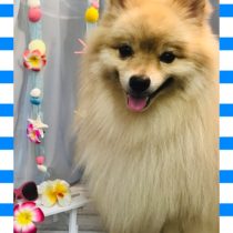 ポメラニアン