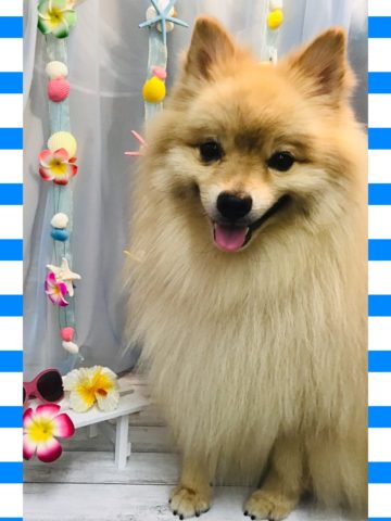 ポメラニアン