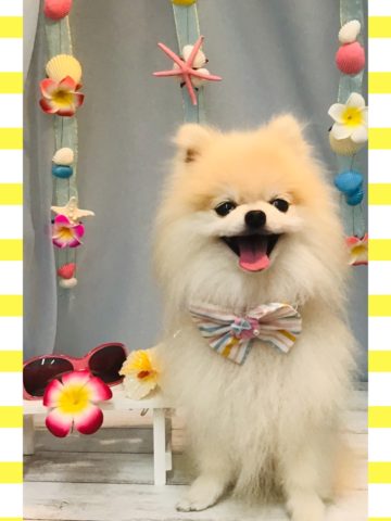 ポメラニアン