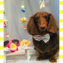 Mダックスフント