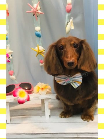 Mダックスフント