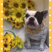 フレンチブルドッグ