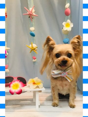 ヨークシャーテリア