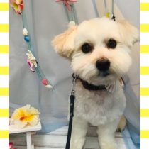 マルチーズ×トイプードルmix