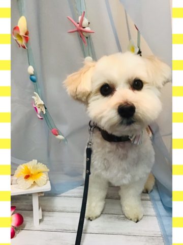 マルチーズ×トイプードルmix