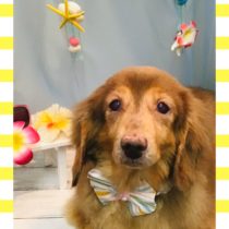 Mダックスフント