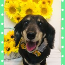 Mダックスフント